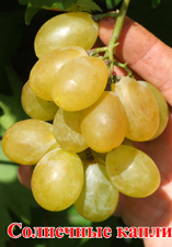 Сорт винограда Солнечные капли