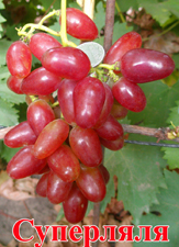 Сорт винограда Суперляля