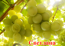 Сорт винограда Светлана