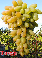  Виноград Тимур