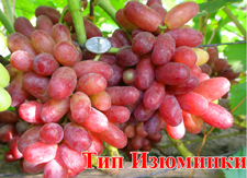 Сорт винограда Тип Изюминки