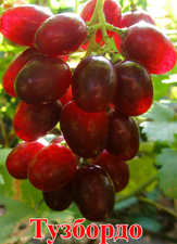 Сорт винограда Тузбордо
