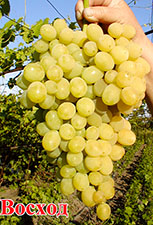 Сорта винограда Восход Voshod