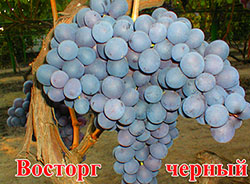 Сорта винограда Восторг черный Vostorg chernyj