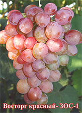 Сорта винограда Восторг красный Vostorg krasnyj