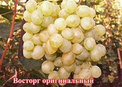Сорта винограда Восторг оригинальный Vostorg original'nyj