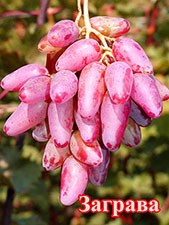 Сорта винограда Заграва Zagrava