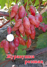 Сорт винограда Журавушка розовая